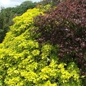 Choisya Sundance et Berberis Purpurea